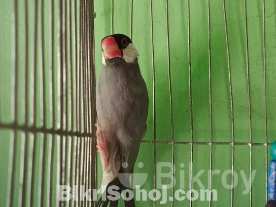 জাভা পাখি